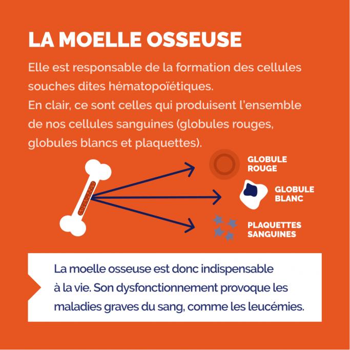 Image, au fond orange, informant sur le rôle de la moelle osseuse. Composé dans la partie supérieure d’une définition expliquant que la moelle osseuse est responsable de la formation des cellules sanguines. S’en suivit d’une définition illustrée soit, un os présentant la moelle osseuse en son cœur d’où partent trois flèches en direction d’un globule rouge, d’un globule blanc et des plaquettes sanguines. Informant dès lors que la moelle osseuse est indispensable à la vie et que son dysfonctionnement provoque